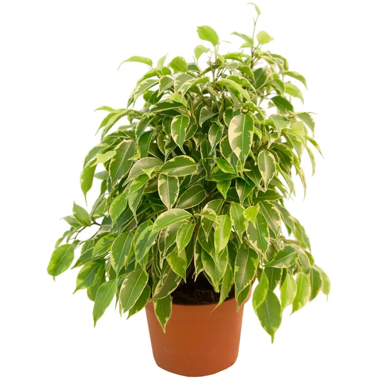 Горшечный фикус Бенджамина